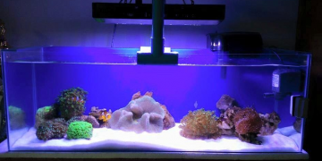 best protein skimmers